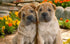 Cute Dog Pair - Shar Pei Breed